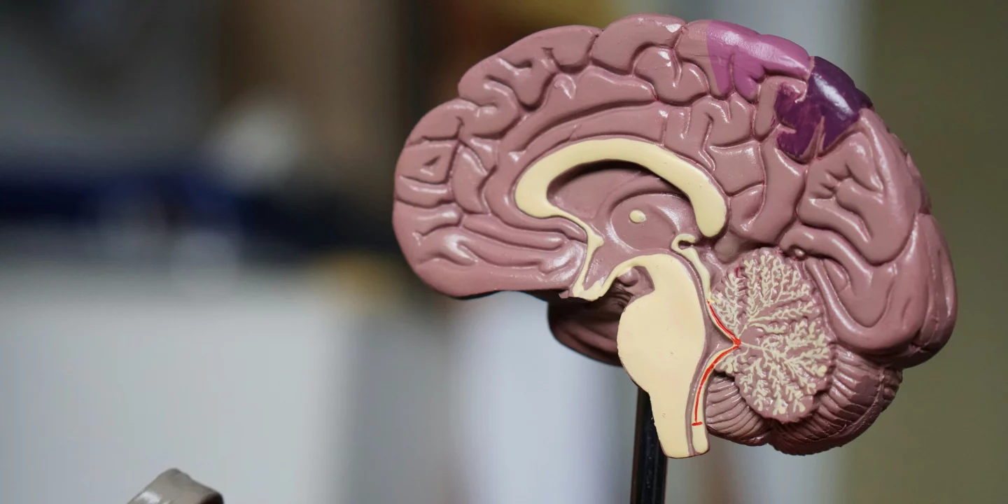Estudo sugere que aumento no tamanho do cérebro pode reduzir o risco de demência