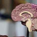 Estudo sugere que aumento no tamanho do cérebro pode reduzir o risco de demência
